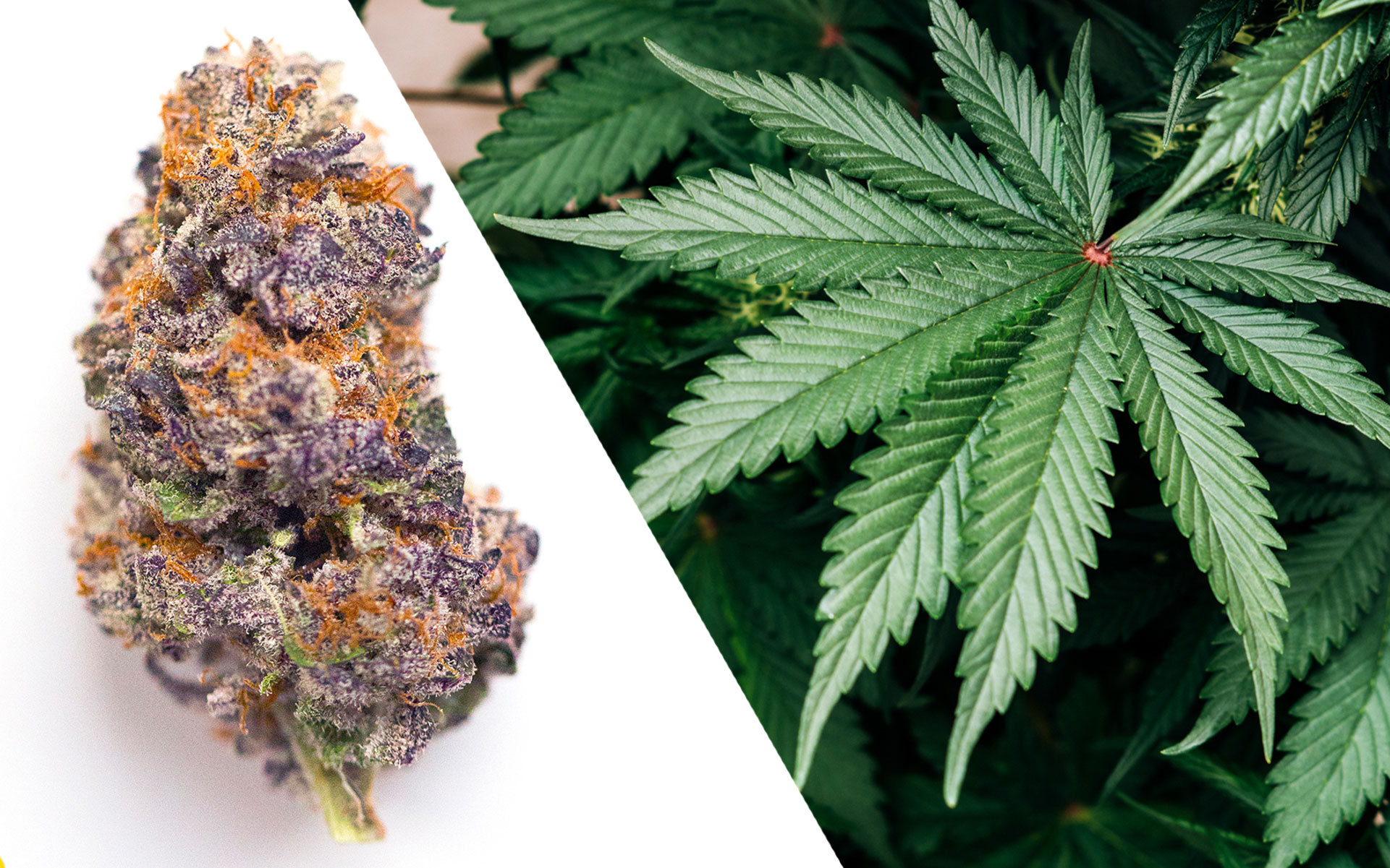 Vers la légalisation du cannabis en Allemagne
